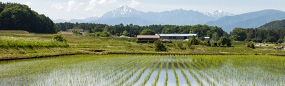  A field of rice seedlings with mountains in the background.