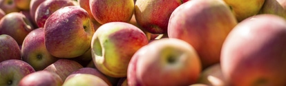 Apples in a bin