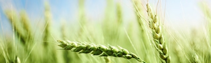 green wheat field and sunny day