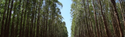 Cultura de pinus floresta BASF Brasil