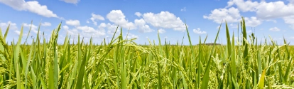 Plantação de arroz e céu azul ao fundo BASF Brasil