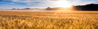 Cultivo de trigo e por do sol BASF Brasil