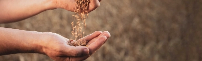 Farmer pouring wheat seeds from hand to hand