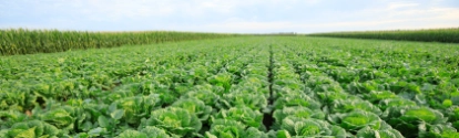 Chinese cabbage field at northern China