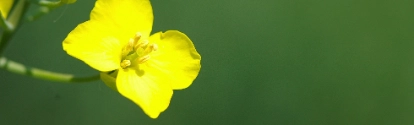 Close-up of rapeseed flowers and buds