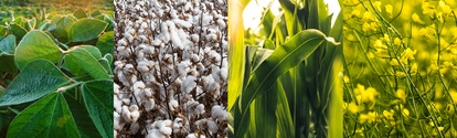 Field images of soybean, cotton, corn, canola