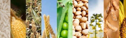 AR-arroz-maiz-sorgo-trigo-arveja-poroto-canola-soja-girasol