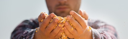 Farmer holding corn grains in his hands