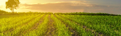 Plantação de Cana BASF Brasil