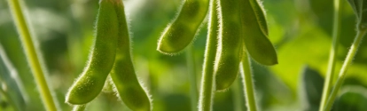 Young green pods of varietal soybeans on a plant stem in a soybean field in the morning during the active growth of crops in the sun. Selective focus.