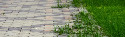 pavement with green grass in the garden