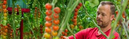 A man inspecting tomatoes growing in a greenhouse.