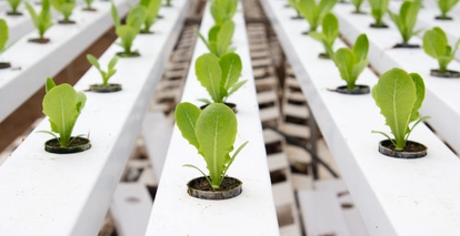 Crecimiento de plantas de BASF Argentina