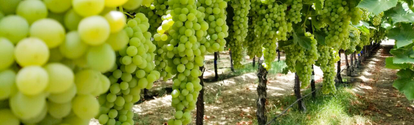 imagen de un cultivo de vides verdes en Chile durante el dia