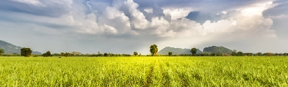 Plantação de cana BASF Brasil