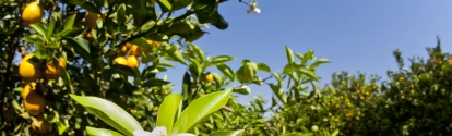 Plantação de citrus BASF Brasil