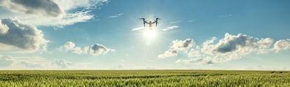 Flying drone and green wheat field