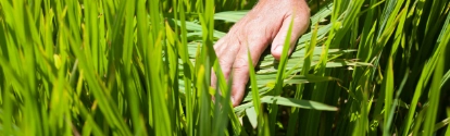 Mano de hombre en plantaciones BASF Colombia