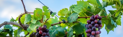 AR frutal uva vid