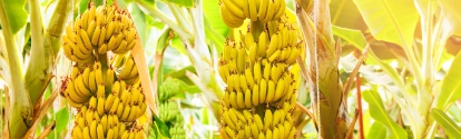 Maduración del cultivo de banano. Concepto agrícola de plantación de frutales en invernadero en Colombia.