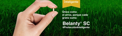 Belanty mano sosteniendo grano de arroz BASF Colombia