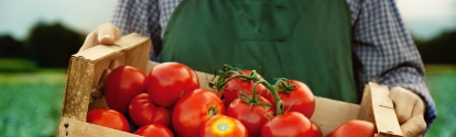 farmer with fresh gathered tomatoes; Shutterstock ID 617668622; purchase_order: ; job: ; client: ; other: 