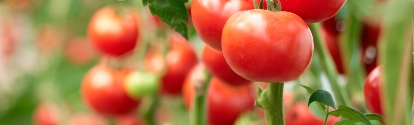 Three ripe tomatoes on green branch. Home grown tomato vegetables growing on vine in greenhouse. Autumn vegetable harvest on organic farm.; Shutterstock ID 1316719127; purchase_order: ; job: ; client: ; other: 