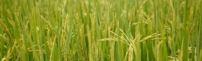 Cultivo de arroz en Colombia