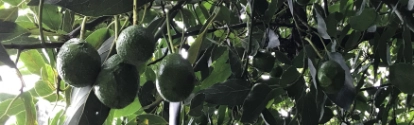 Primer plano del cultivo del aguacate