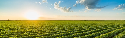 Green ripening soybean field, agricultural landscape; Shutterstock ID 1184288707; purchase_order:PO Number: Shutterstock 1086744798; job:Onur Cinar; client:AP/DC; other:20768252