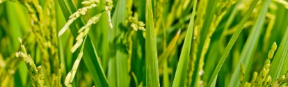 Plantación de arroz