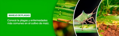 PY-Manejo-de-plagas-Maiz(1) PY-Manejo-de-plagas-Maiz(1)