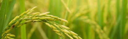 Paddy rice. Close-up to rice seeds in ear of paddy. Beautiful golden rice field and ear of rice.; Shutterstock ID 2287113237; purchase_order: -; job: -; client: -; other: -