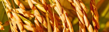 Campo de arroz protegido por el herbicida Aura de BASF