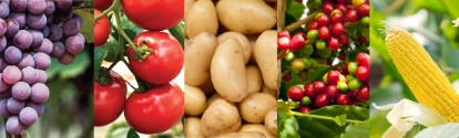 Banner uva tomate batata café milho BASF Brasil