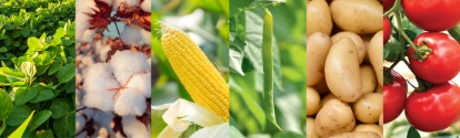 Banner com imagens de legumes e frutos BASF Brasil