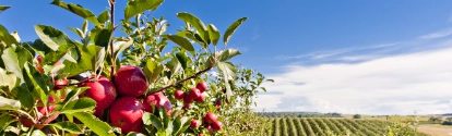 Fazenda ao fundo com close em maças vermelhas BASF Brasil