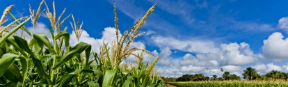 Close na plantação de milho BASF Brasil