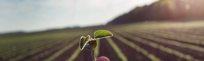 Close up of worker's hand holding young seedling in soybean field; Shutterstock ID 1377549665; job:Johanna Schmitz; client:AP/KI; other:20738205 Close up of worker's hand holding young seedling in soybean field; Shutterstock ID 1377549665; job:Johanna Schmitz; client:AP/KI; other:20738205