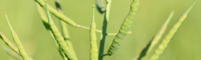 Rapeseed is ripening on the field before harvesting. Brassica napus, rape, oilseed crops.; Shutterstock ID 2313545179