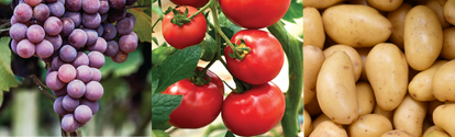 Banner uva tomate batata BASF Brasil