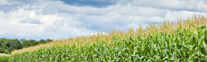 Plantacion de maní en crecimiento BASF