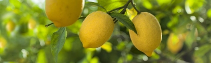 3 limones en el arbol BASF Argentina