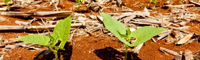 Plantação de feijão crescendo BASF Brasil