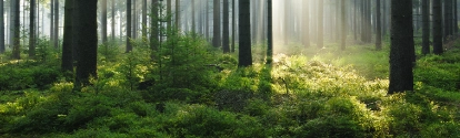 Bosque con luz del sol BASF Argentina