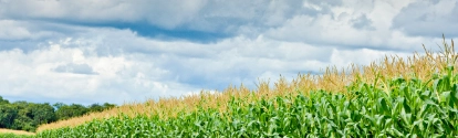 Fotografía del cultivo de maíz