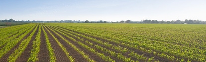 A field of seedlings on a sunny day.