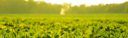 A soy field during sunrise 