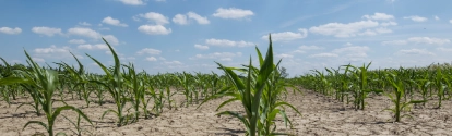 dry corn field with young corn plants