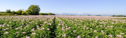 potato flowers blooming in the field,delta,bc,canada